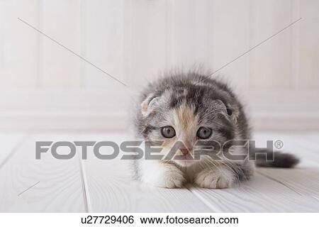 Scottish fold lying down View Large Photo Image Stock Photograph - Scottish fold lying down. Fotosearch