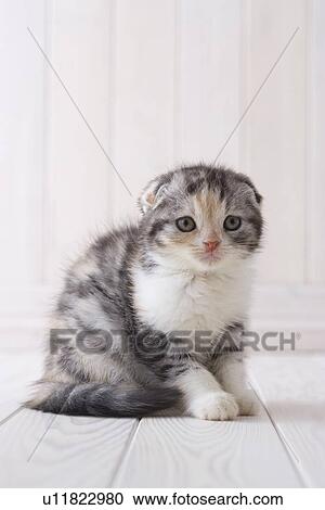 Stock Image - Scottish fold sitting. Fotosearch