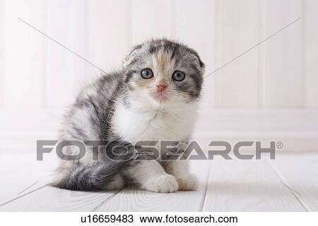 Scottish fold sitting View Large Photo Image Stock Image - Scottish fold sitting. Fotosearch