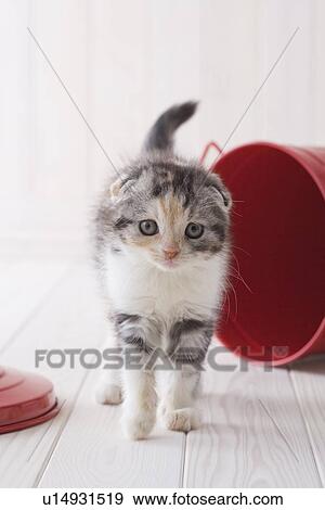 Scottish fold standing in front of bucket View Large Photo Image Stock Photo - Scottish fold standing in front of bucket. Fotosearch