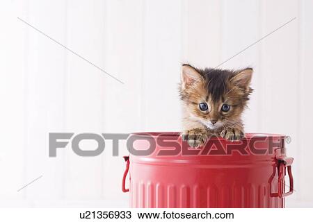 Stock Image - Somali in a bucket. Fotosearch