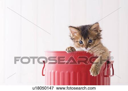 Somali in a bucket View Large Photo Image Stock Photo - Somali in a bucket. Fotosearch