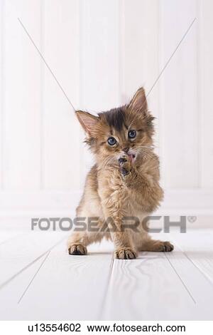 Somali licking forefoot View Large Photo Image Stock Image - Somali licking forefoot. Fotosearch
