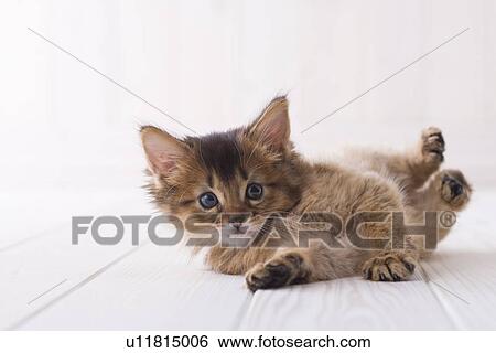 Somali lying down on floor View Large Photo Image Stock Photograph - Somali lying down on floor. Fotosearch