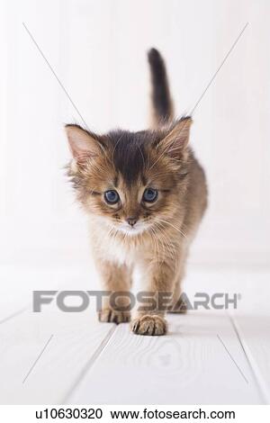 Stock Image - Somali standing. Fotosearch