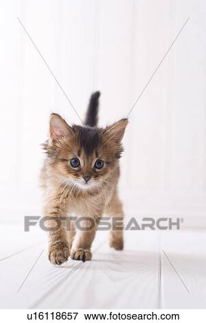 Somali standing View Large Photo Image Stock Photo - Somali standing. Fotosearch