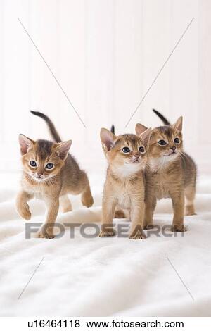 Stock Photo - Three Abyssinian standing. Fotosearch