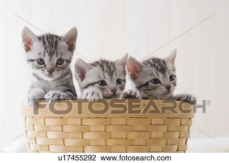 Stock Image - Three American shorthair in a basket. Fotosearch