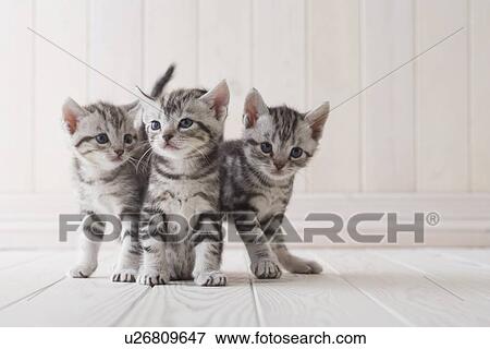 Stock Photo - Three American shorthair playing. Fotosearch
