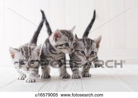 Stock Photography - Three American shorthair playing. Fotosearch