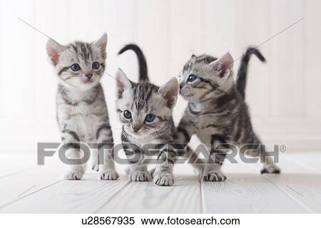 Stock Photography - Three American shorthair playing. Fotosearch