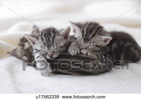 Three American shorthair sleeping on a blanket View Large Photo Image Stock Photo - Three American shorthair sleeping on a blanket. Fotosearch