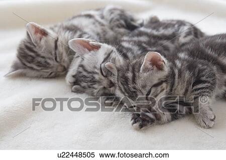Stock Photography - Three American shorthair sleeping on a blanket. Fotosearch