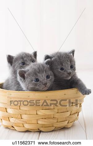 Three Chartreux in a basket View Large Photo Image Stock Image - Three Chartreux in a basket. Fotosearch