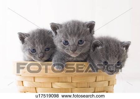 Stock Photo - Three Chartreux in a basket. Fotosearch