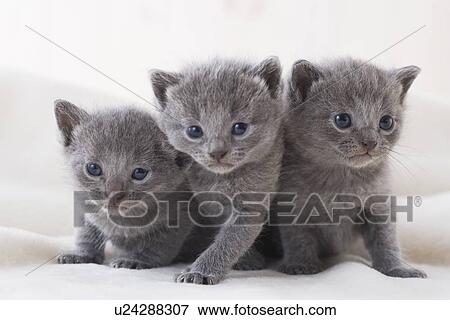 Stock Photo - Three Chartreux sitting on a blanket. Fotosearch