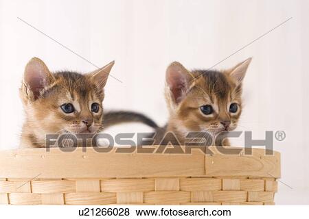 Stock Photo - Two Abyssinian in a basket. Fotosearch