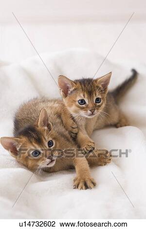 Stock Image - Two Abyssinian lying down. Fotosearch