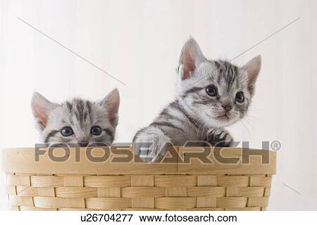 Stock Photo - Two American shorthair in a basket. Fotosearch