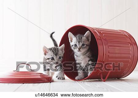 Picture - Two American shorthair playing in a bucket. Fotosearch