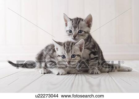 Two American shorthair sitting View Large Photo Image Picture - Two American shorthair sitting. Fotosearch