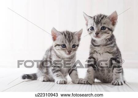 Stock Image - Two American shorthair sitting. Fotosearch