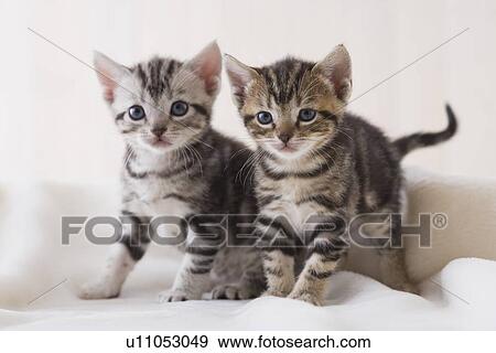 Two American shorthair standing View Large Photo Image Stock Photo - Two American shorthair standing. Fotosearch
