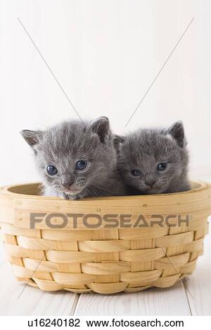 Stock Image - Two Chartreux in a basket. Fotosearch