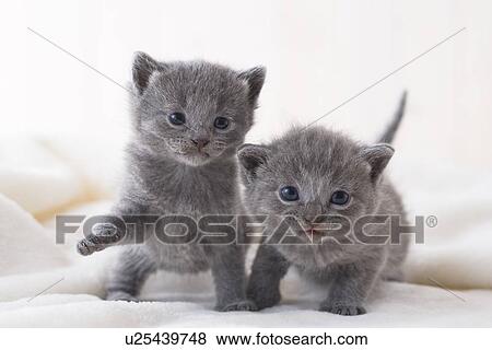 Two Chartreux playing View Large Photo Image Stock Photo - Two Chartreux playing. Fotosearch