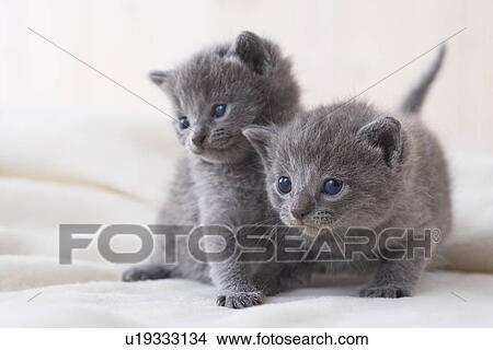 Two Chartreux sitting on a blanket View Large Photo Image Picture - Two Chartreux sitting on a blanket. Fotosearch