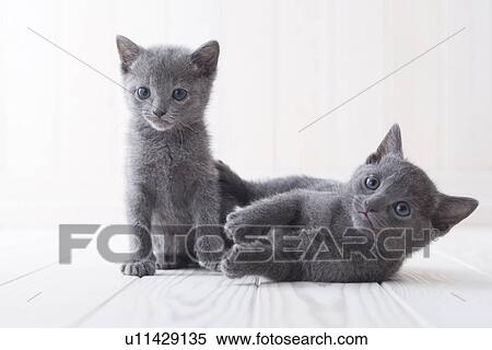 Two Russian blue View Large Photo Image Stock Photography - Two Russian blue. Fotosearch