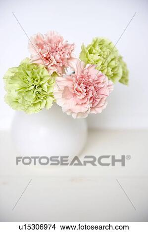 Carnation flower and vase View Large Photo Image Picture - Carnation flower and vase. Fotosearch