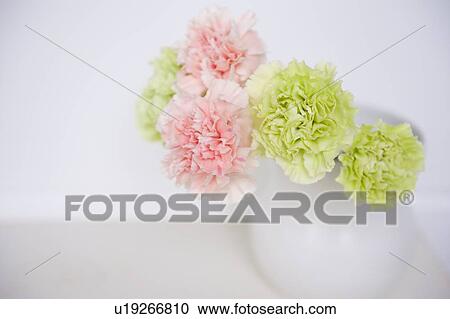Stock Image - Carnation flower and vase. Fotosearch