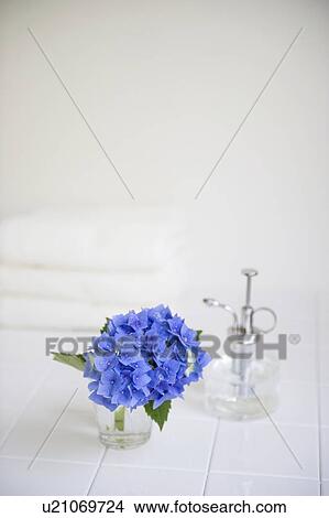 Hydrangea and sprayer View Large Photo Image Picture - Hydrangea and sprayer. Fotosearch