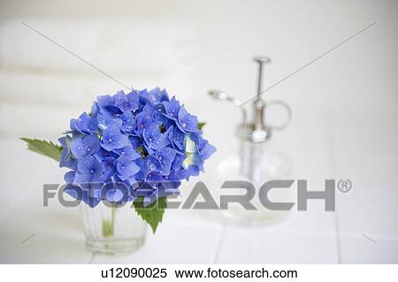 Hydrangea and sprayer View Large Photo Image Stock Photography - Hydrangea and sprayer. Fotosearch