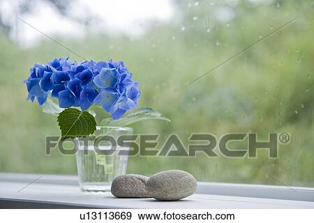 Stock Photo - Hydrangea and stone near the window. Fotosearch