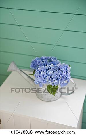 Hydrangea and watering can View Large Photo Image Stock Photo - Hydrangea and watering can. Fotosearch