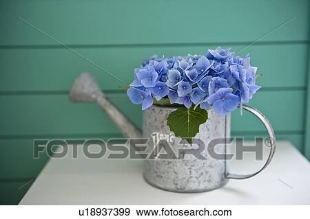 Stock Photo - Hydrangea and watering can. Fotosearch