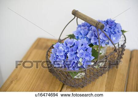 Hydrangea in basket View Large Photo Image Picture - Hydrangea in basket. Fotosearch
