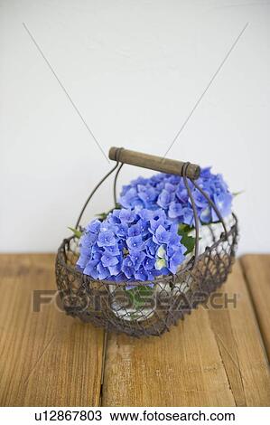 Hydrangea in basket View Large Photo Image Stock Image - Hydrangea in basket. Fotosearch