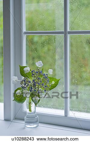 Hydrangea near the window View Large Photo Image Stock Image - Hydrangea near the window. Fotosearch