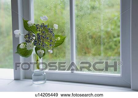 Stock Photo - Hydrangea near the window. Fotosearch