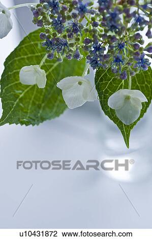 Stock Image - Hydrangea. Fotosearch