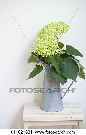 Hydrangea View Large Photo Image Stock Image - Hydrangea. Fotosearch