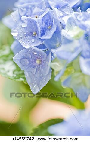 Stock Image - Hydrangea. Fotosearch