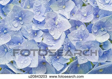 Stock Image - Hydrangea. Fotosearch
