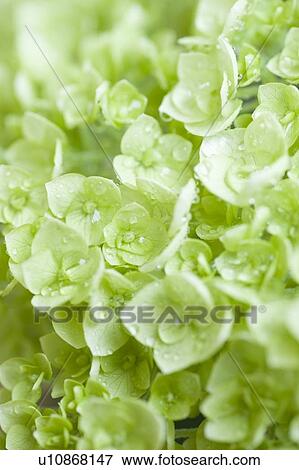 Stock Photo - Hydrangea. Fotosearch