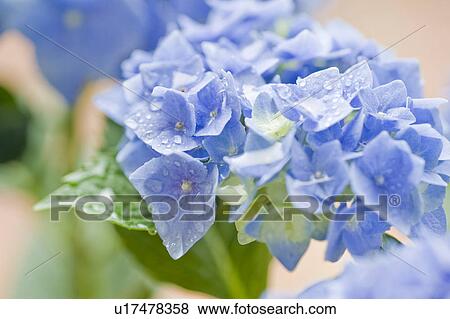 Stock Photo - Hydrangea. Fotosearch