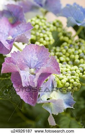 Stock Photo - Hydrangea. Fotosearch
