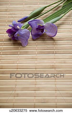 Iris View Large Photo Image Stock Photography - Iris. Fotosearch